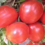 Top 10 Papaya Seeds India