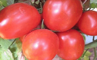 Hybrid Tomato Seeds Supplier from India: Quality Varieties for Global Buyers